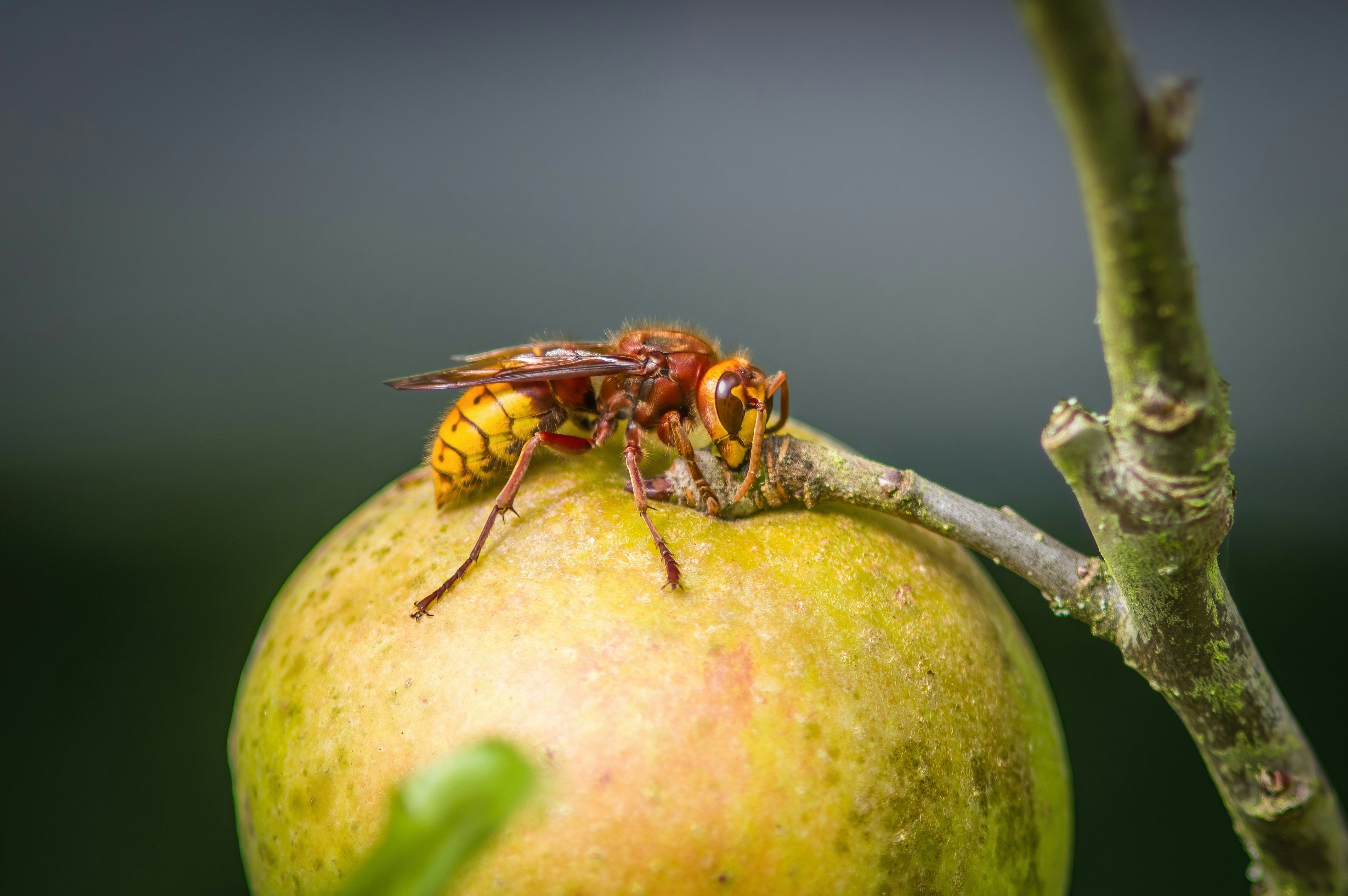 immagine vespa crabro - calabrone