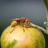 immagine vespa crabro - calabrone
