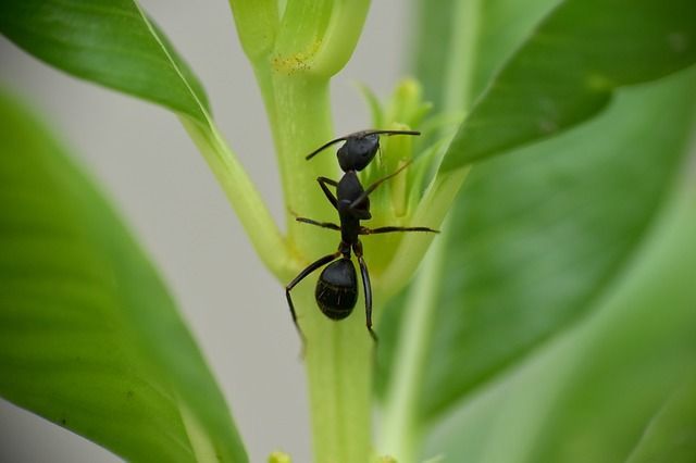 disinfestazione formica nera