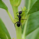 disinfestazione formica nera