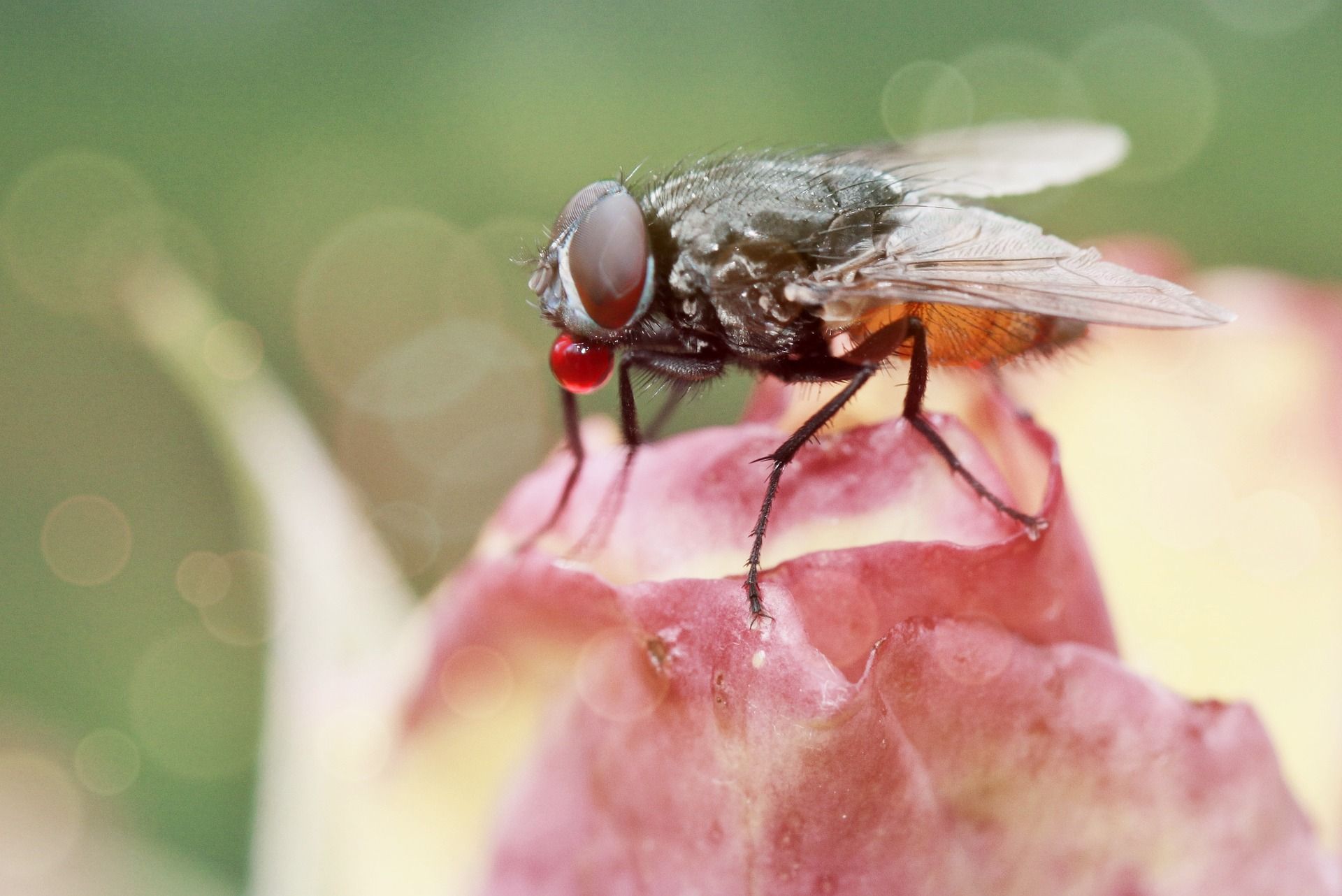 Qual É A Origem Da Mosca Doméstica? – XIFKKC
