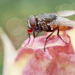 mosca domestica