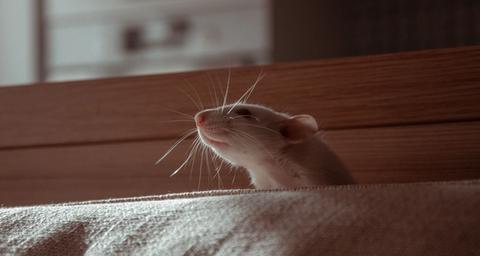 ratti in casa