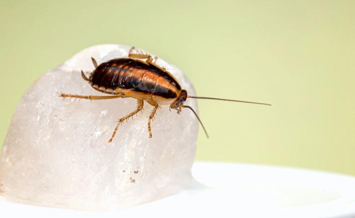 blatta germanica