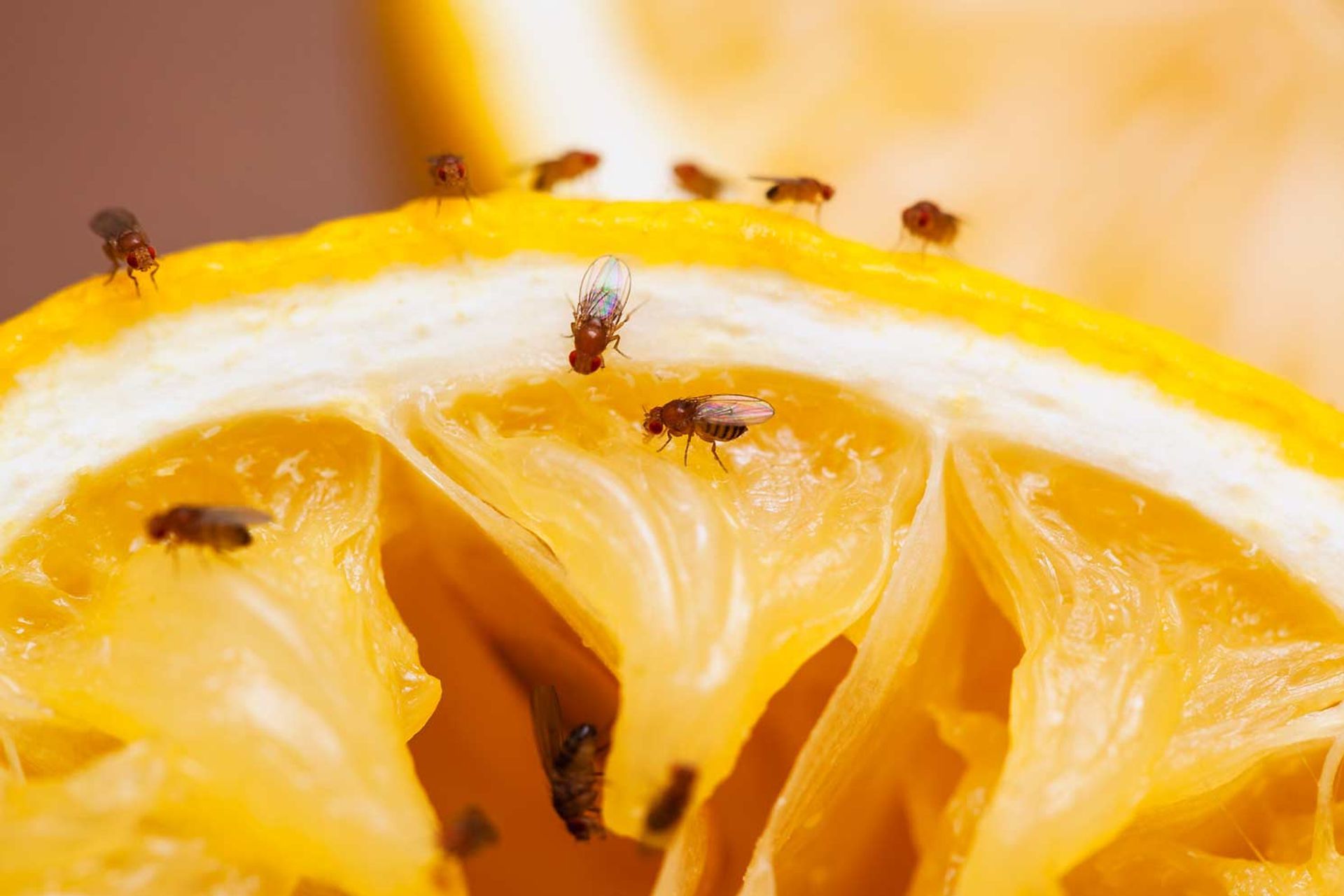 mosche su frutta hotel e ristorante
