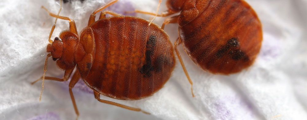 Quanto sono grandi le cimici dei letti