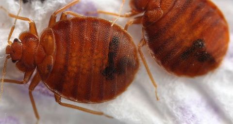 Quanto sono grandi le cimici dei letti