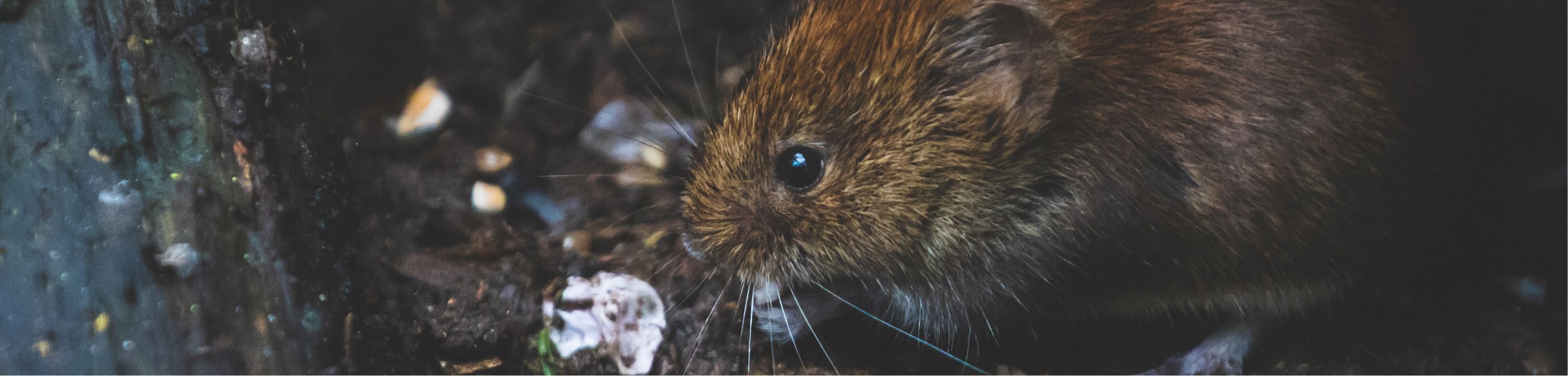 gestione e prevenzione dei ratti
