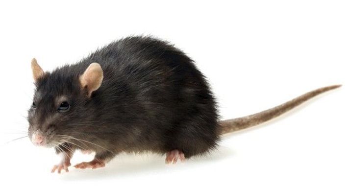 che aspetto ha il ratto nero