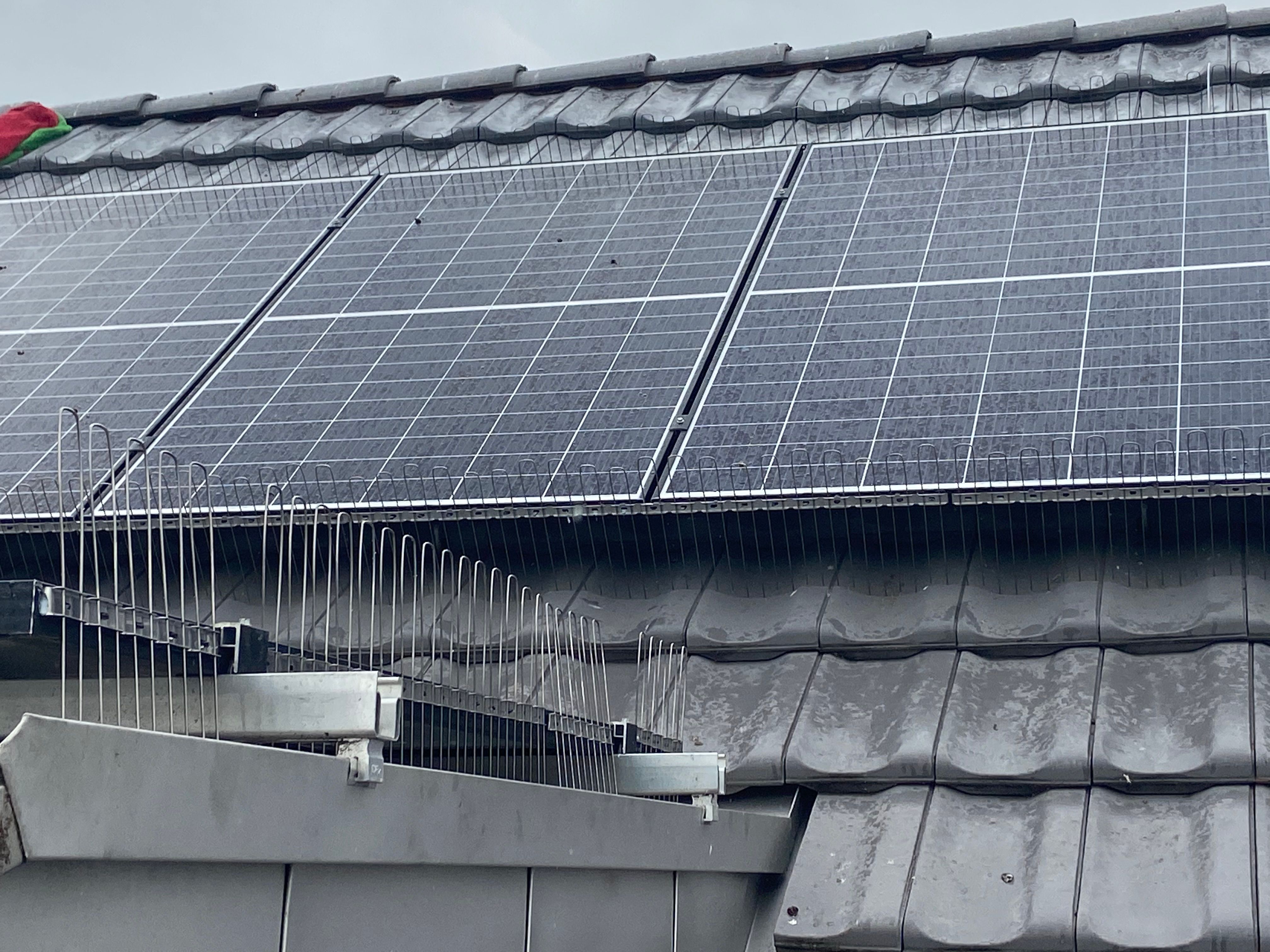 punte per piccioni controllo dei piccioni