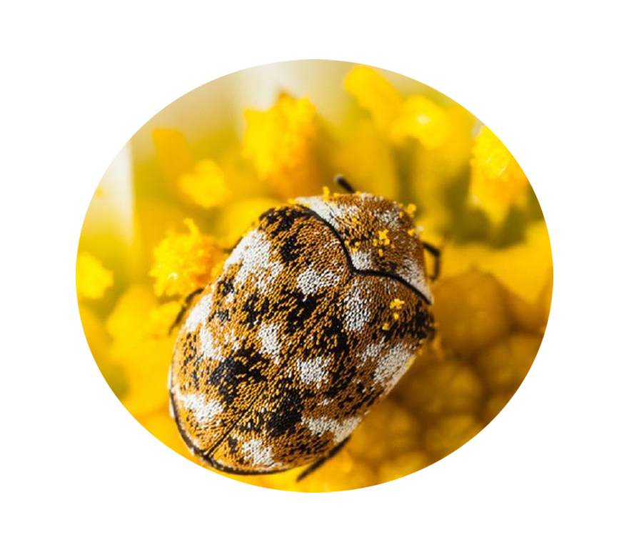 differenza tra scarafaggio dei tappeti e cimice dei letti