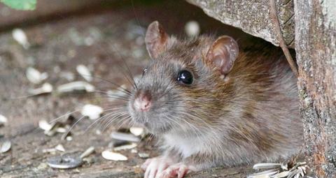 Come allontanare i ratti
