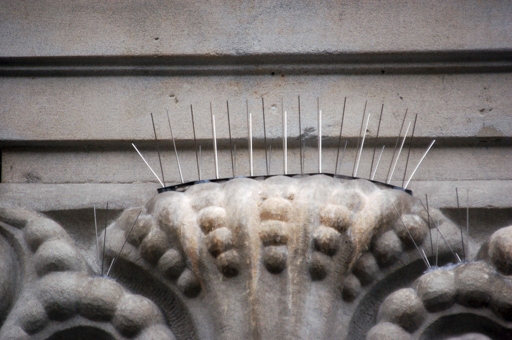 punte per piccioni controllo dei piccioni