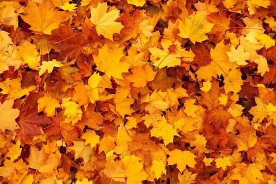 infestanti d'autunno