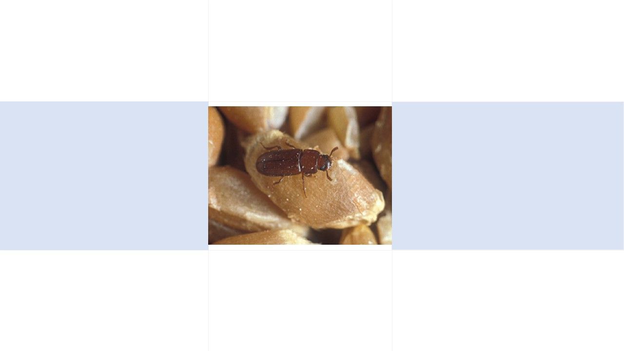 disinfestazione tribolio della farina