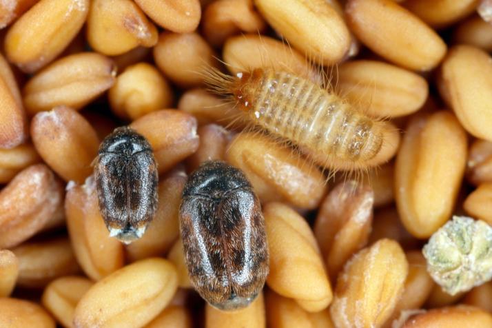 trogoderma dei cereali
