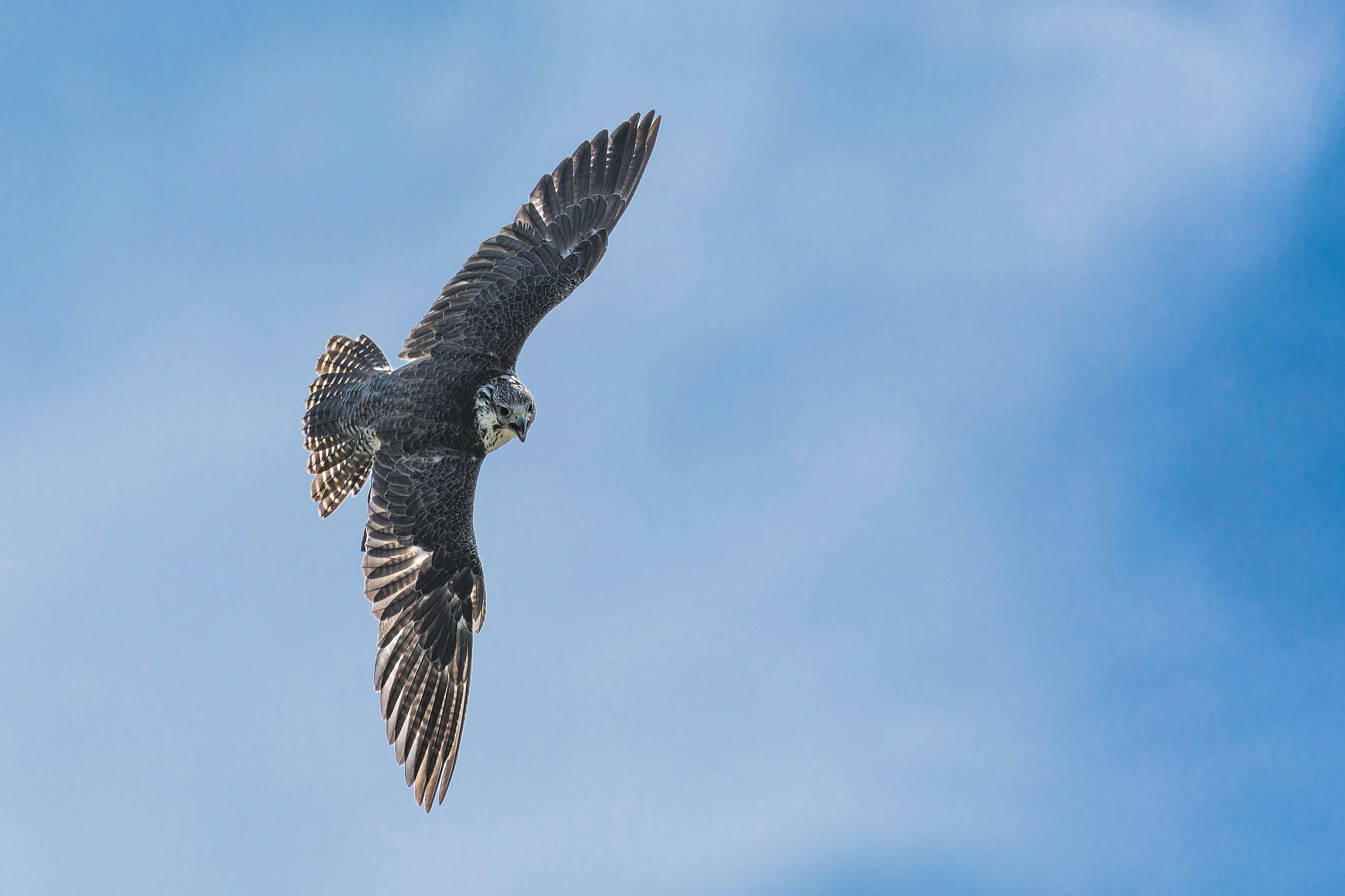 rapace in volo