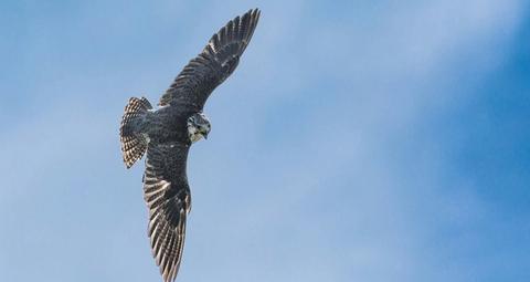 rapace in volo