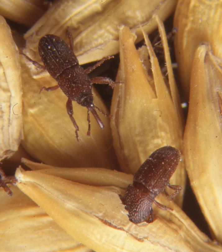 Punteruolo del grano - Sitophilus granarius