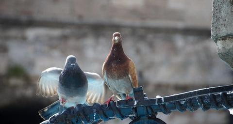 dissuasori per uccelli