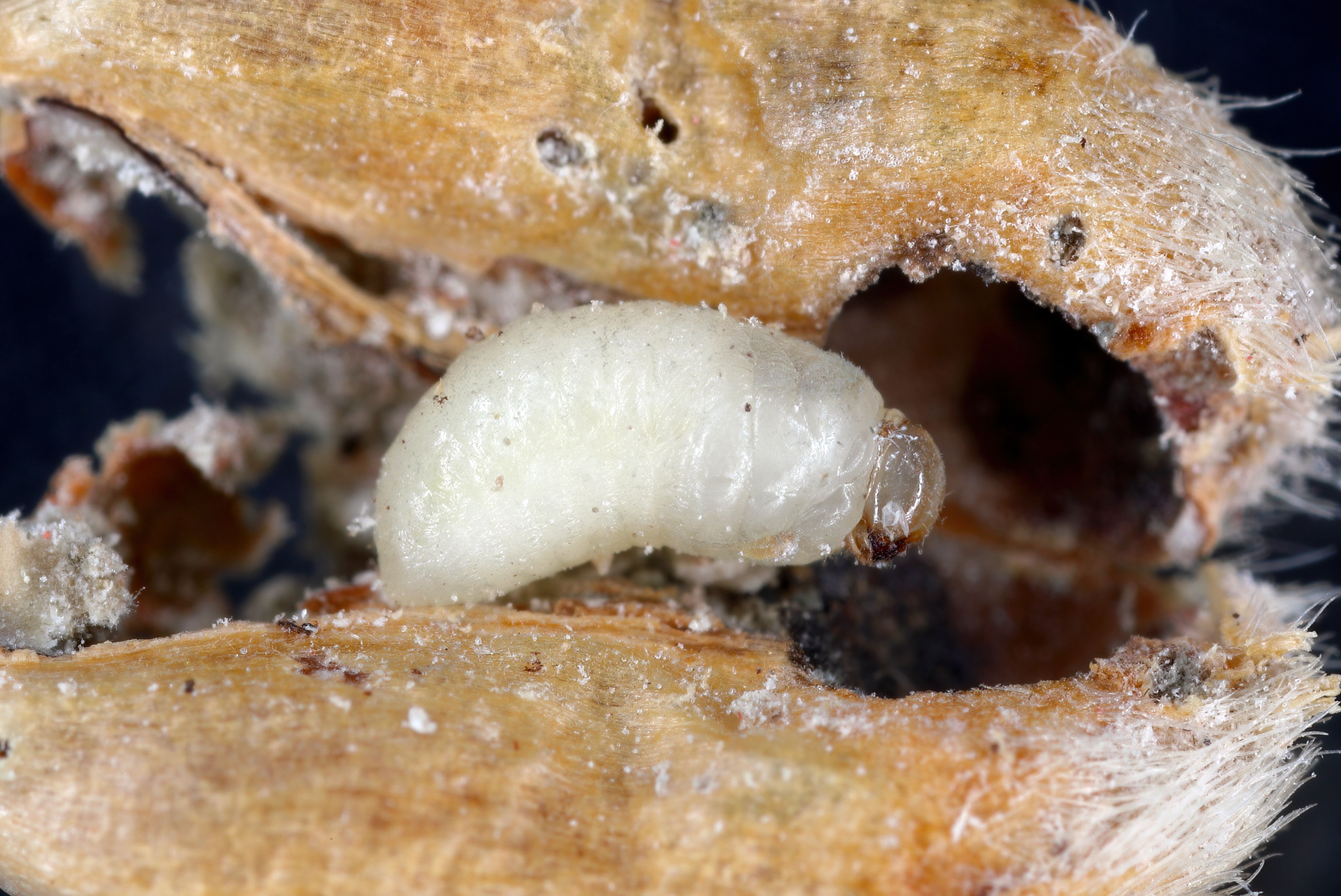 larve di cereali o di frumento nel grano