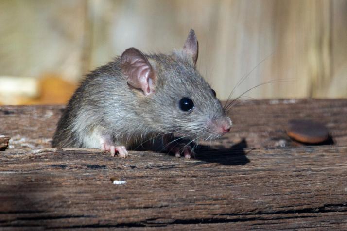ratto