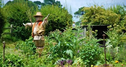 deterrente naturale per piccioni e uccelli