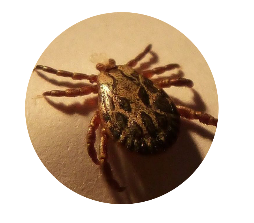 differenza acaro e puntura di cimice dei letti