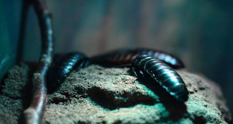 liberarsi delle blatte orientali