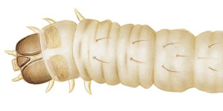 larve di tignola alimentare