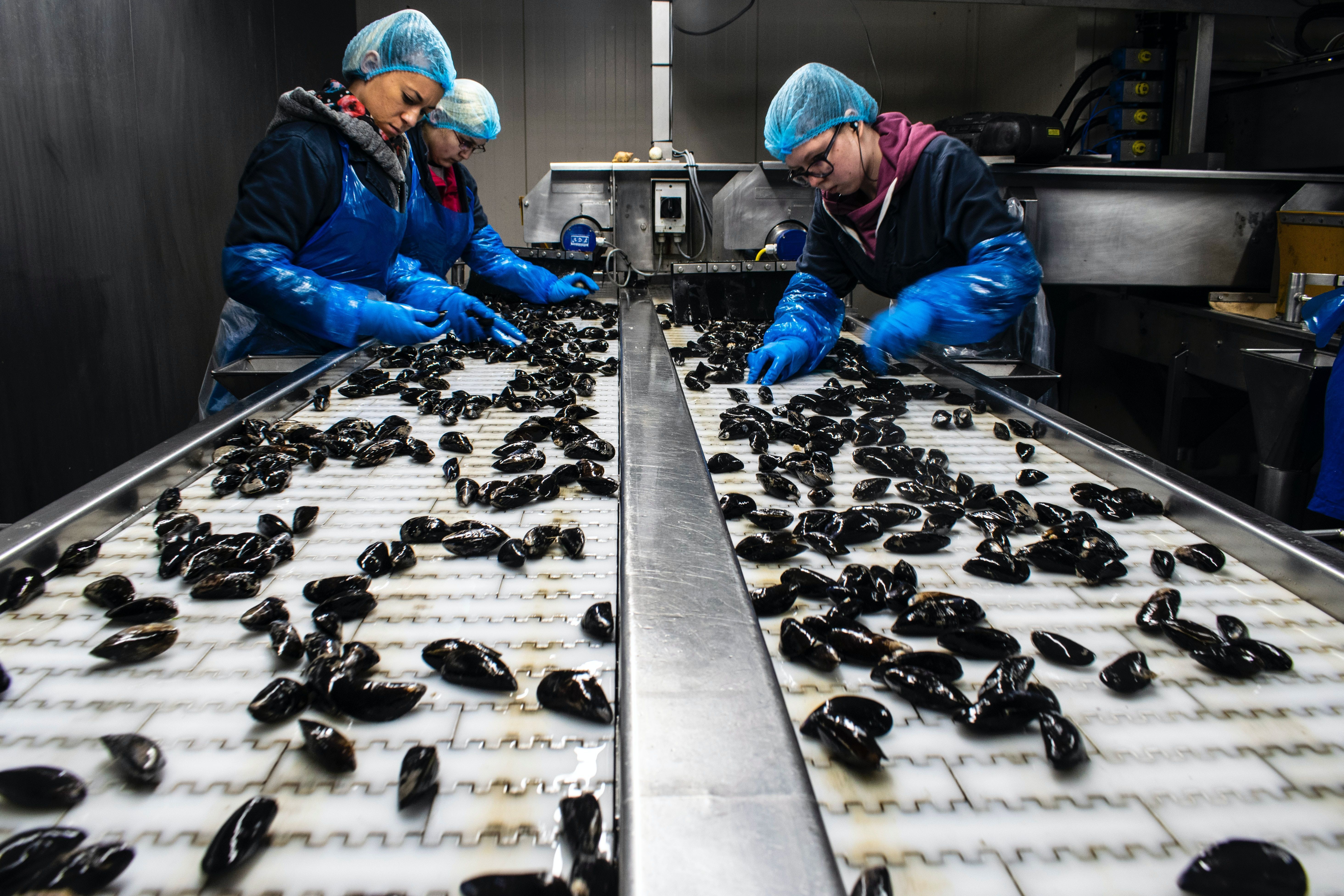 industria alimentare