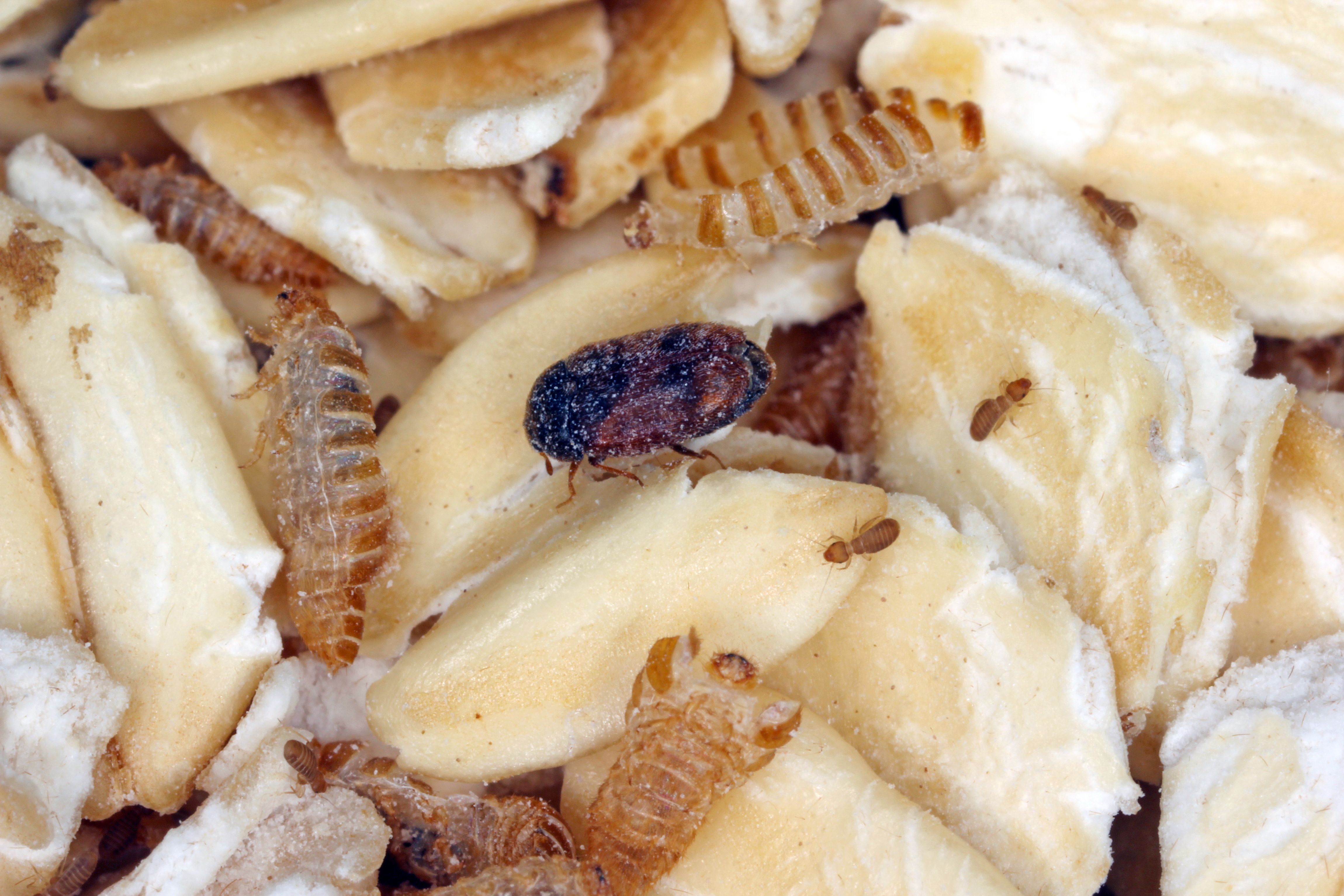 immagine trogoderma dei cereali