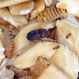 immagine trogoderma dei cereali