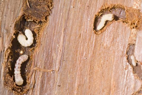 tarlo dle legno
