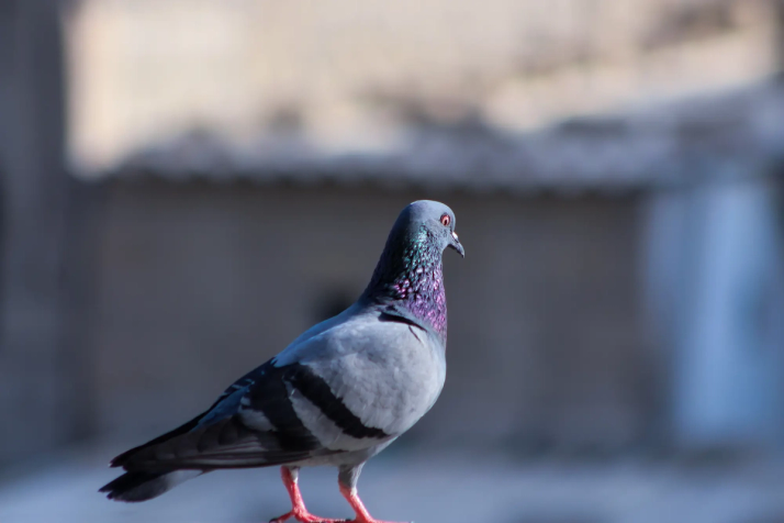 city pigeon