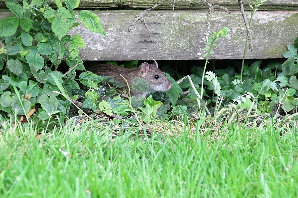Tips to prevent the presence of rats in your home or yard