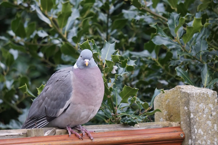 wood pigeon