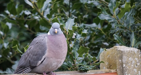 pigeon control