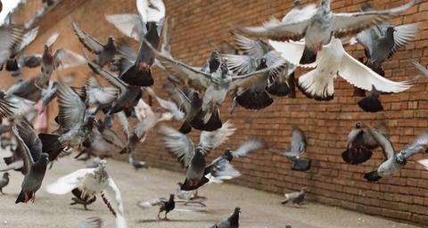 How to tell if birds have become a pest?