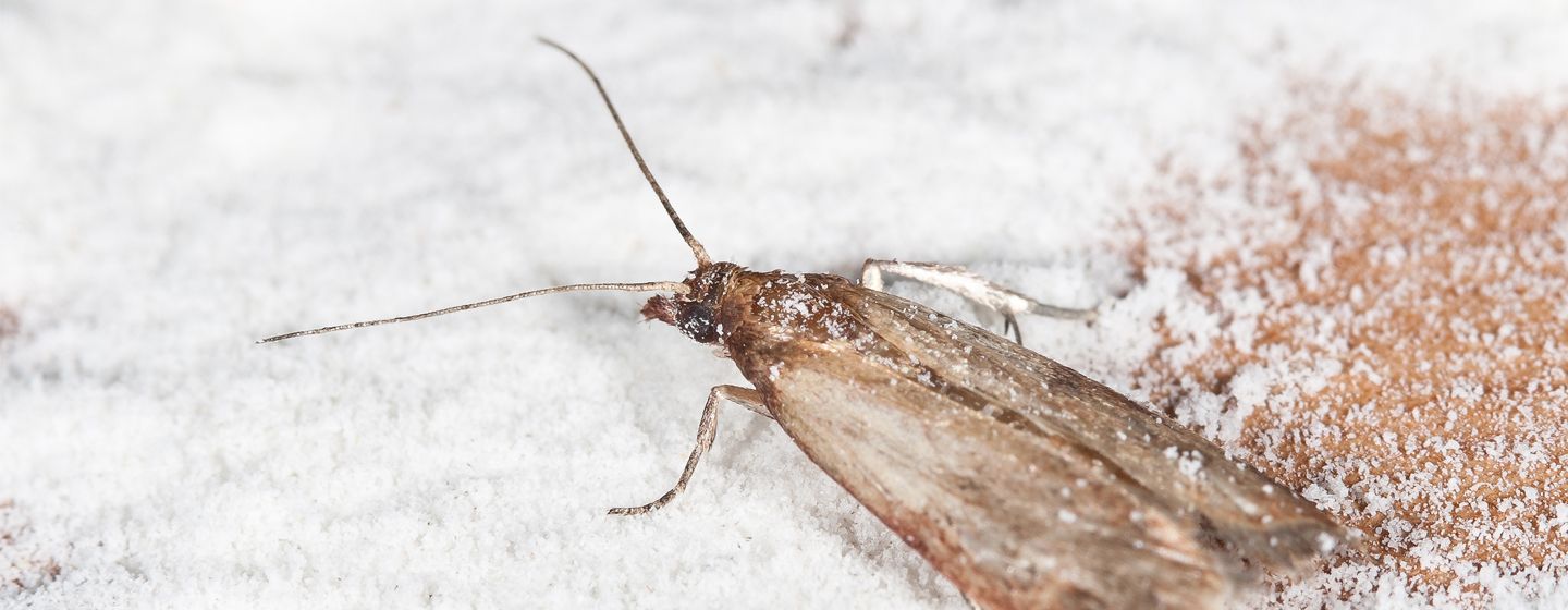 common pests in food processing industry