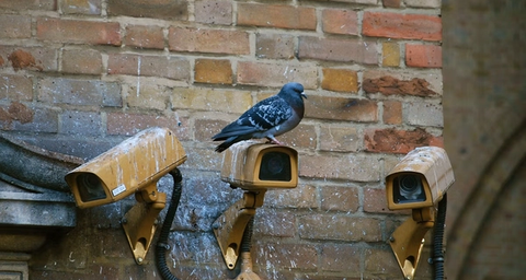 bird poop can cause health problems