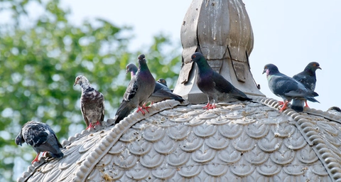 Get rid of pigeons on the roof