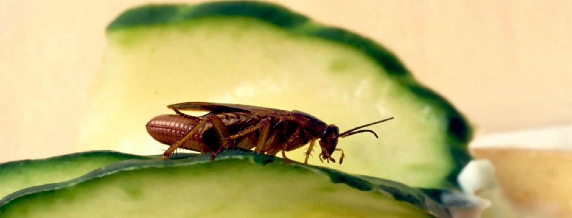 Cockroaches are one of the most common unwelcome visitor