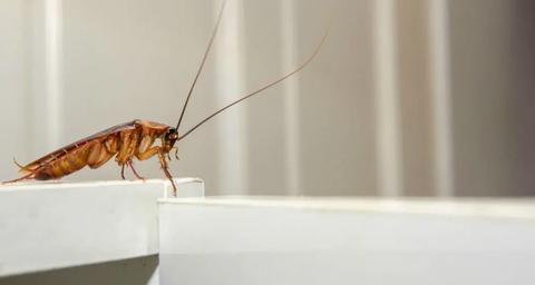 Home remedies to get rid of cockroaches