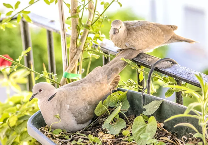 pigeons nests