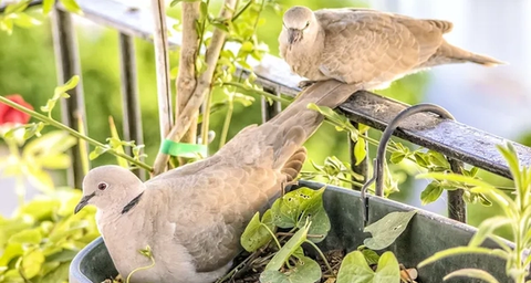 get rid of pigeons on balcony