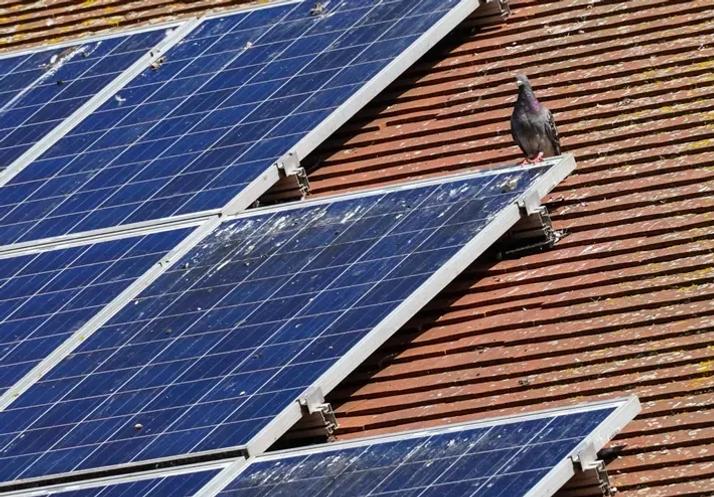 bird protection on solar panels