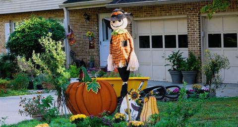 Get rid of birds naturally