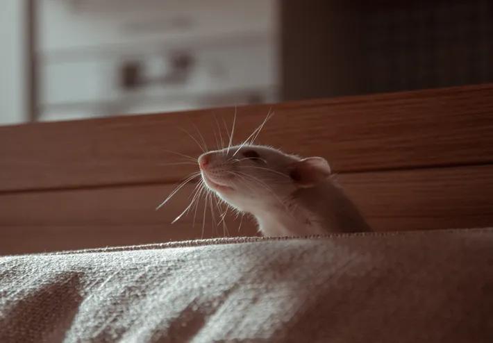 Have you seen a rat in your home?