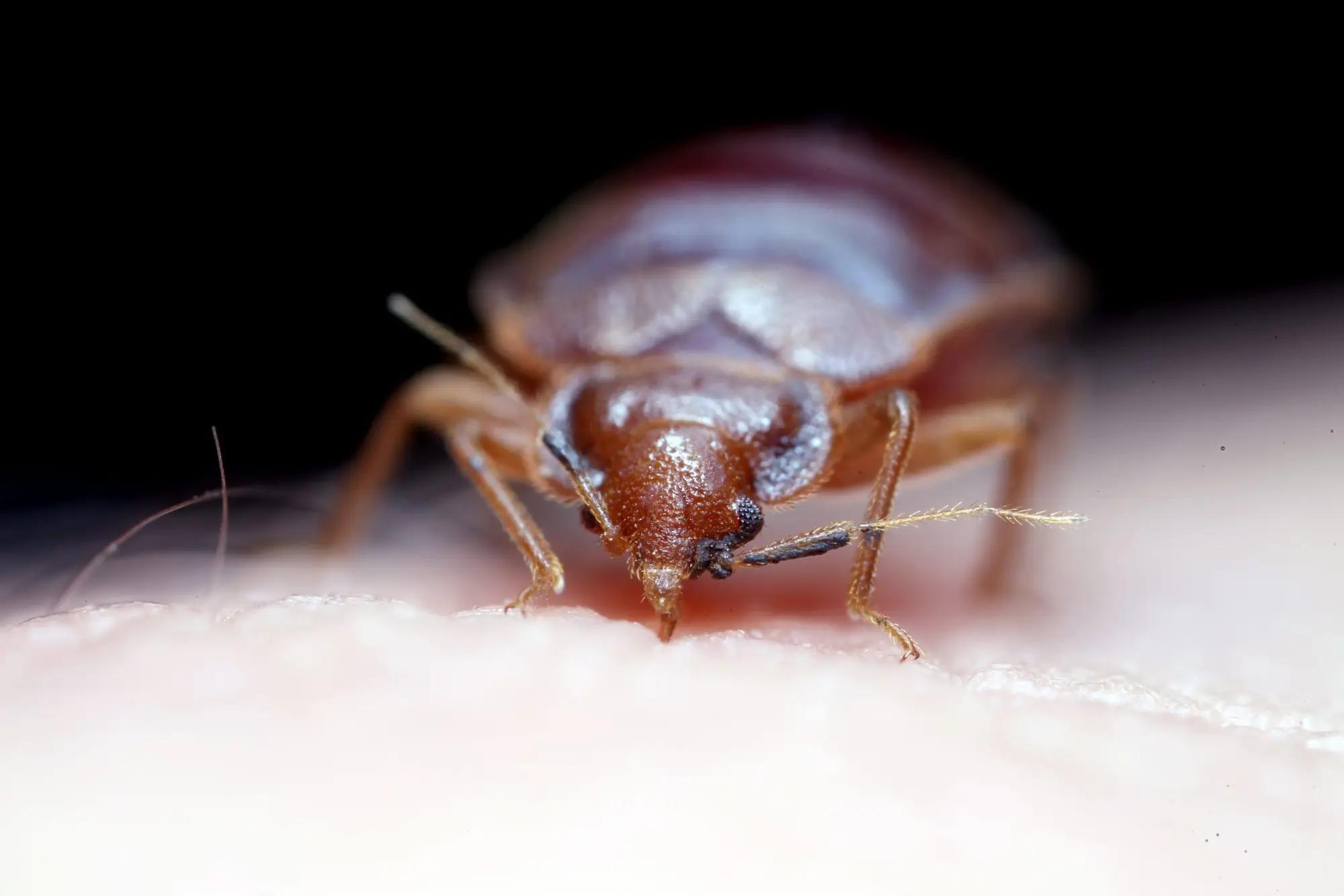 How to check for bed bug signs